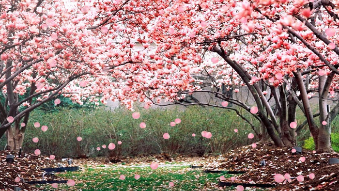 桃花树花瓣飘落动态背景视频LED视频