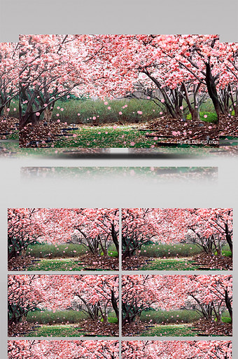 桃花树花瓣飘落动态背景视频LED视频图片