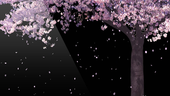 樱花树花瓣飘飞动态背景LED背景视频