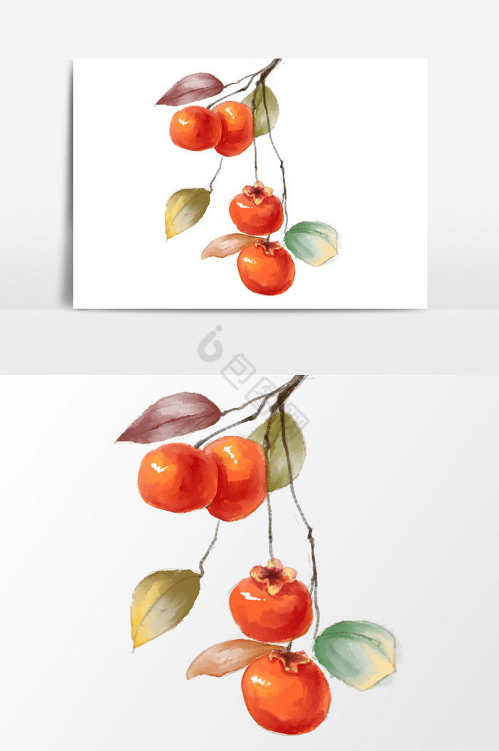树枝柿子插画图片