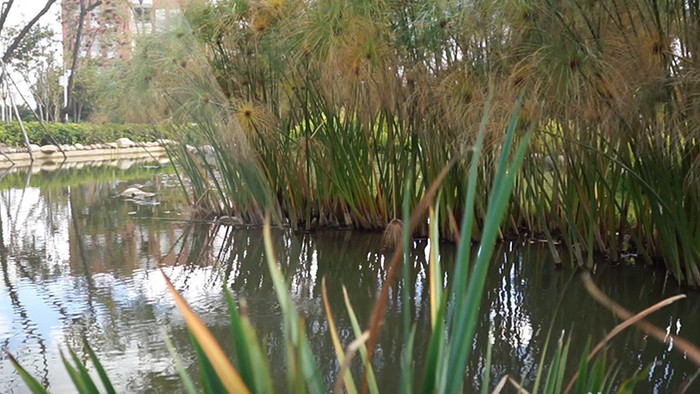 实拍水景植物三棱草高清视频素材