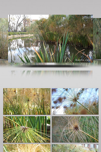实拍水景植物三棱草高清视频素材图片