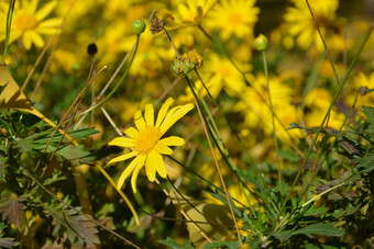 <strong>秋</strong>天植物园公园中盛开的黄金菊