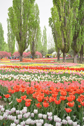 春天植物园公园盛开的郁金香
