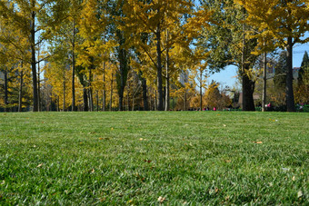 秋天公园中翠绿的草坪