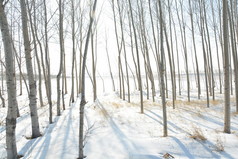 冬天农村雪后的环境