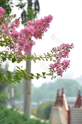 春天植物园公园中盛开的紫薇花