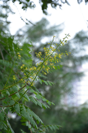 夏天植物园公园盛开的栾树花