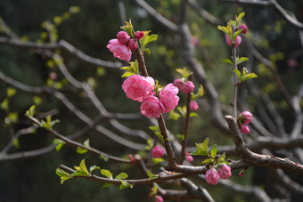 春天植物园公园中盛开的<strong>梅花</strong>