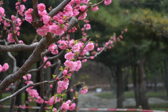 春天植物园公园中盛开的梅花