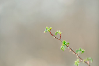 春天发芽的树梢<strong>绿</strong>叶