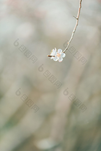 春天发芽的白色桃花