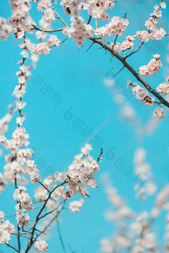 春天蓝天下的粉桃花