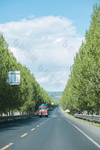 公路两旁载满大树