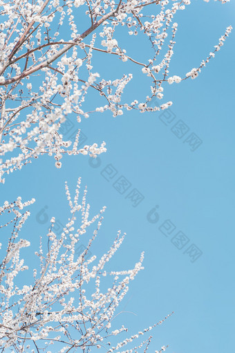 白色的樱花<strong>开</strong>在蓝天下