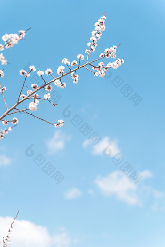 蓝天白云下的樱花图片