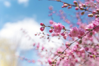 粉色山桃花开在蓝天下