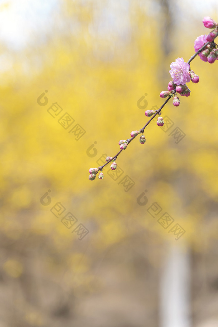 山桃花花苞与花朵