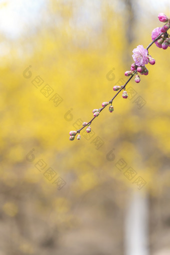 山桃花花苞与花朵