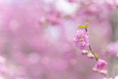 粉色山桃花清新图片