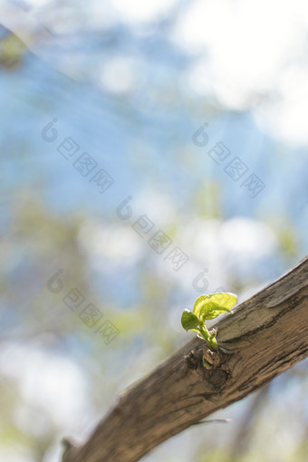 树枝发芽<strong>新春</strong>素材