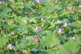 荷花池大片<strong>盛开</strong>的荷花