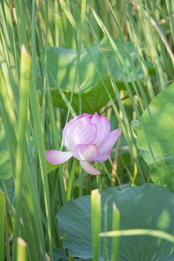 荷花池芦苇草丛中<strong>的</strong>盛开荷花