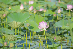 池塘夏季盛开的荷花