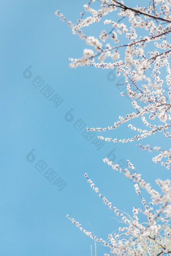 春天盛开的白色山桃花
