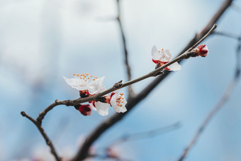 山桃花<strong>开</strong>在枝头