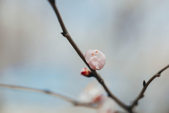 山桃花苞春天里