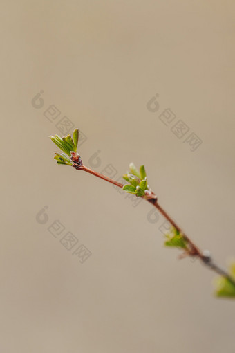 春天来了枯木发芽