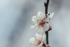一朵盛开的白色杏花