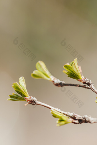 立春新芽春天枯枝发芽