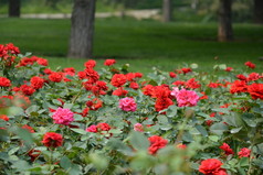春天植物园公园的红色月季花