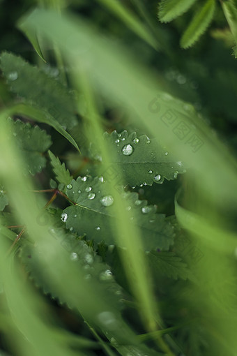 夏天雨后水珠藏在草丛里