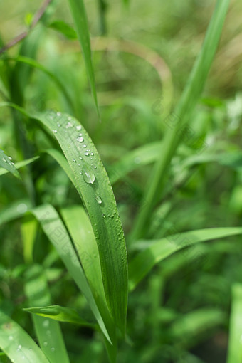 夏天<strong>清晨</strong>沾满露水的<strong>小草</strong>