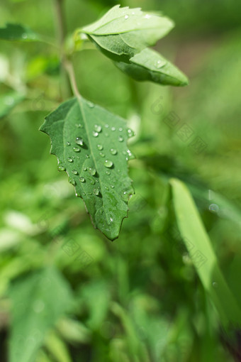 夏天雨后的<strong>雨水</strong>树叶