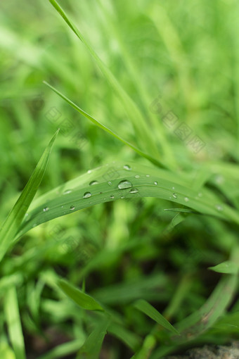 谷雨时节户外的青草绿草