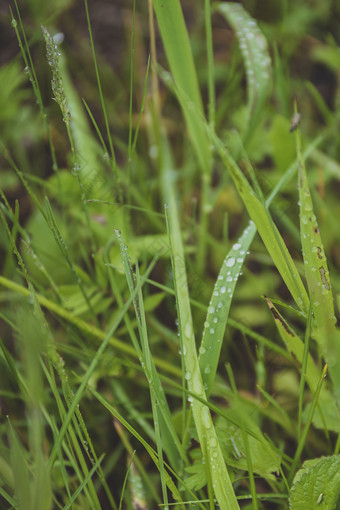 夏天小雨过后的杂草丛