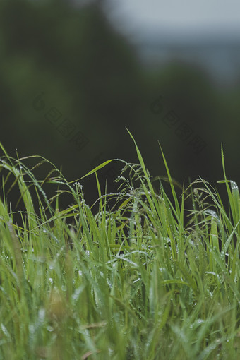 阴天雨后的露水草丛唯美高清