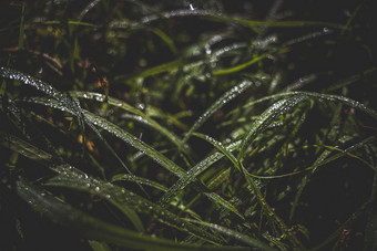 暗调风格谷雨节气沾满雨水的草叶