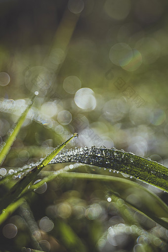 清晨沾满露水的小草