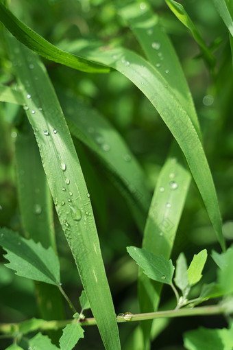 夏天阳光下的雨水青草