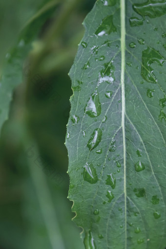 谷雨时<strong>节</strong>绿草特写图片