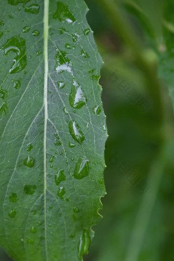 夏天雨后挂满雨水的叶子