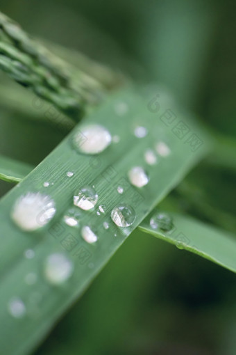 谷雨节气绿草雨珠图片
