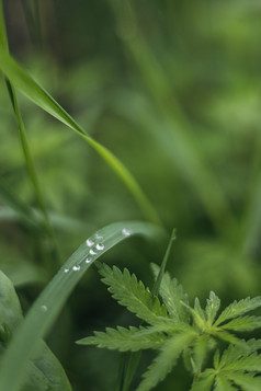 夏天雨后的清新绿叶