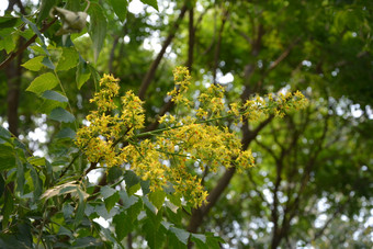 夏天植物园公园中栾树开花