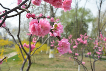 春天植物园公园中盛开的<strong>梅花</strong>